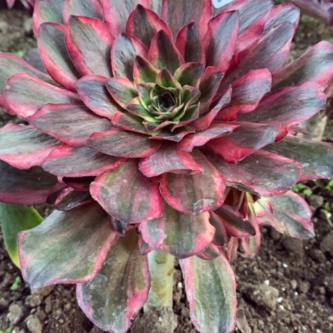 439嫁接魅金玫瑰锦砍过满25包邮多肉