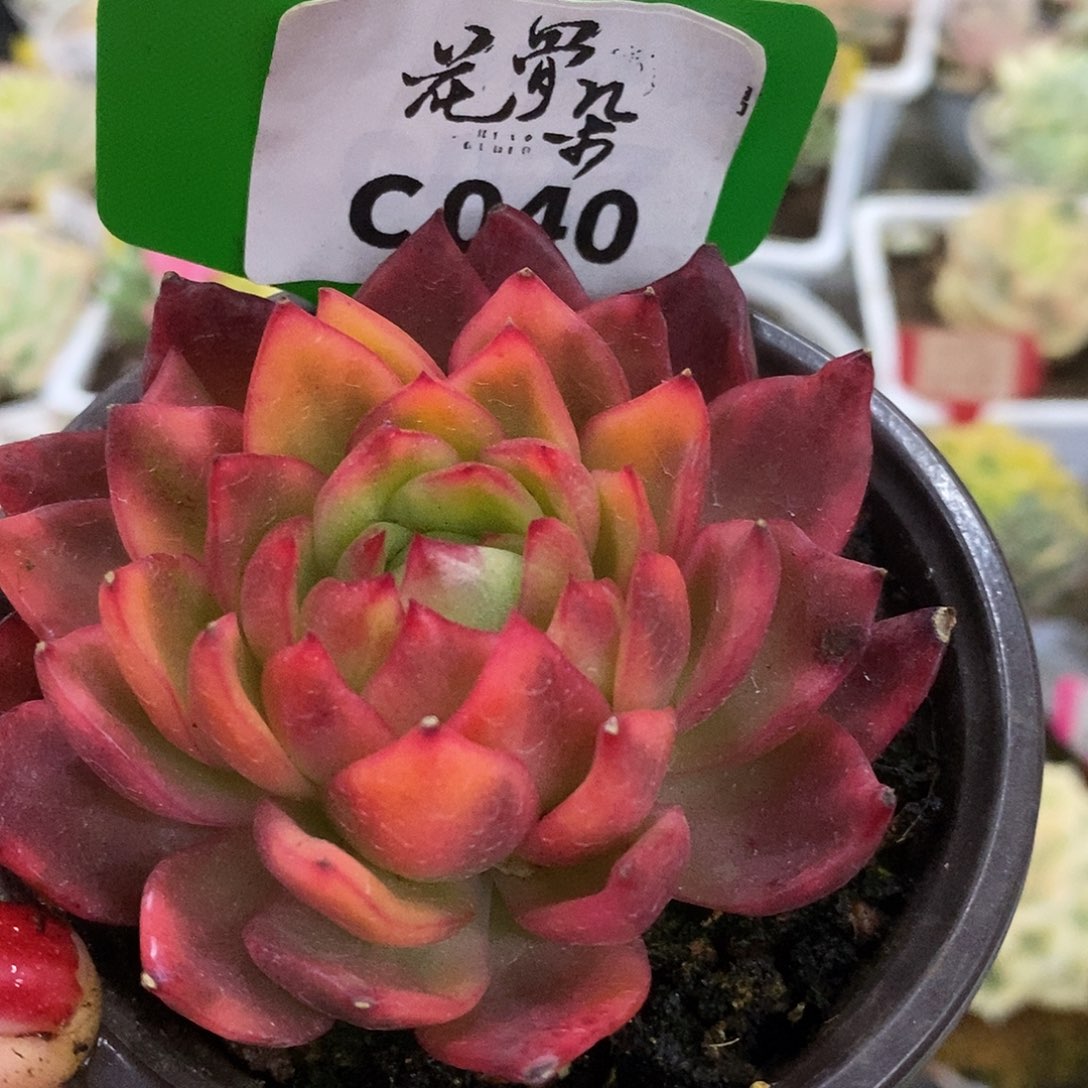 飞***鱼040哈哈哈哈哈哈哈哈哈