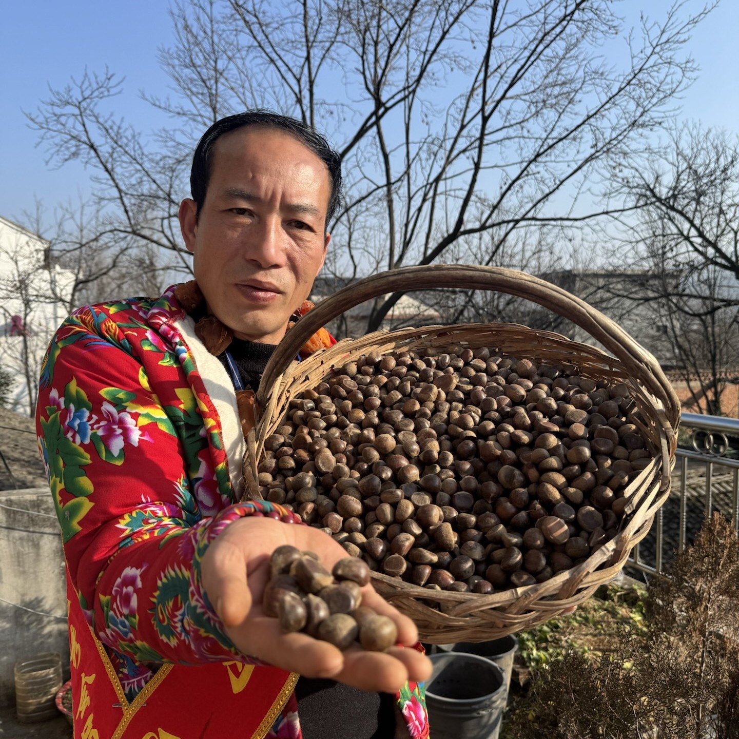老周山货 秦岭野生毛栗/ 油栗子 饱满个头小 粉糯香甜 新鲜生栗子