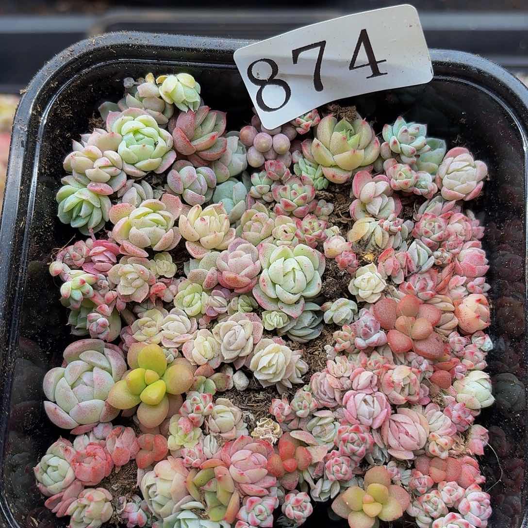 多肉植物多肉植物874