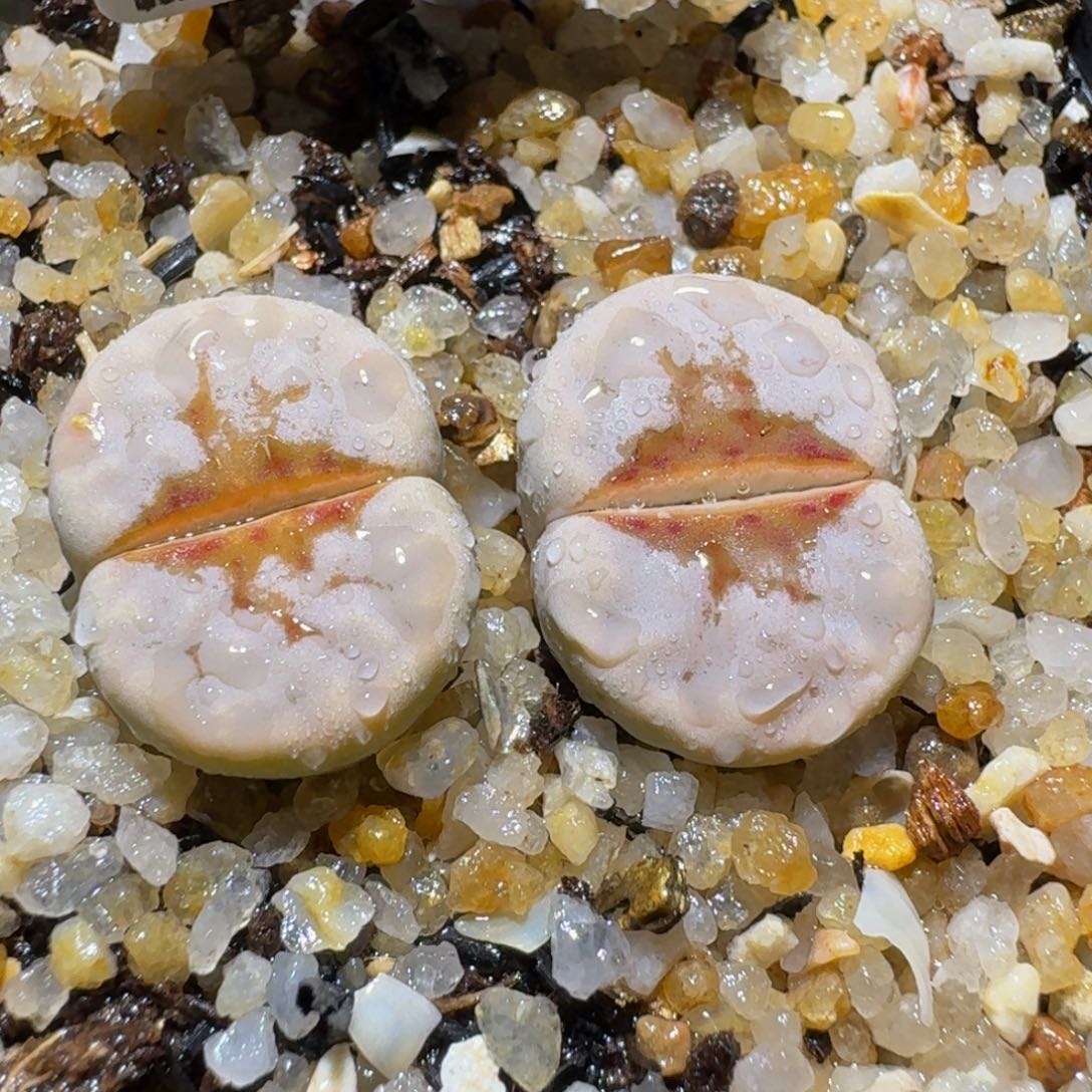 板娘亏本清仓了1198