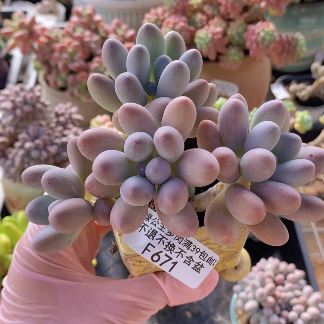汤圆10cm671多肉植物