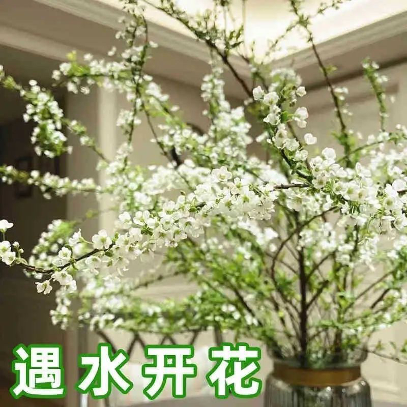 雪柳鲜枝水培耐寒开花室内绿植遇水枯木成花喷雪花花卉