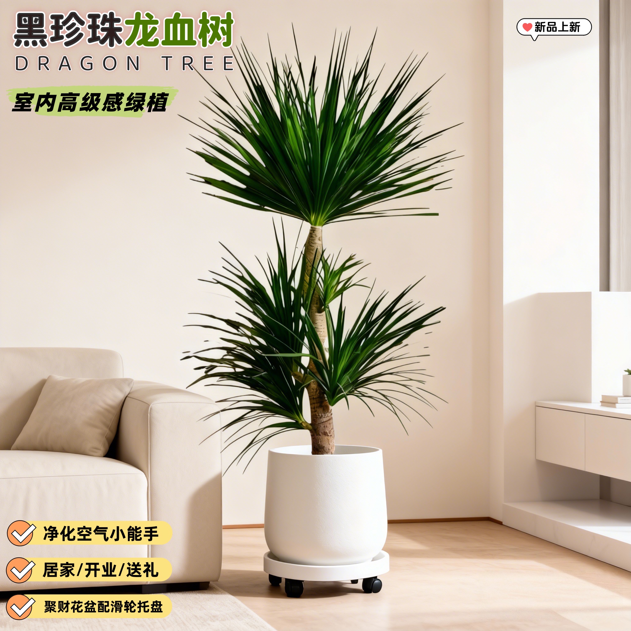 1.6-1.7米黑珍珠龙血树客厅绿植室内办公室大型老桩四季常青好养
