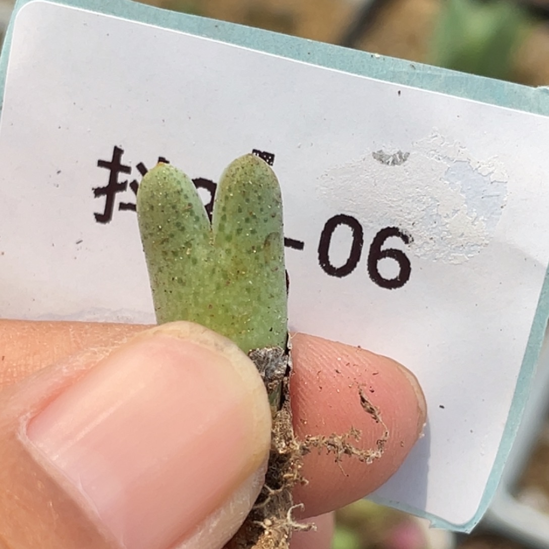 31-6猪蹄多肉植物