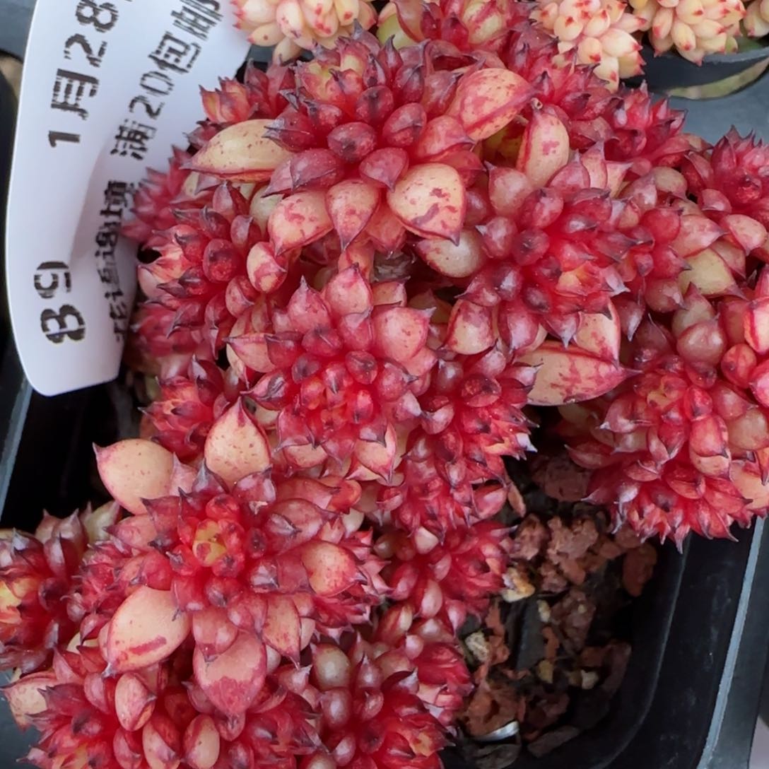 花语逸镜0128-89鹤顶红