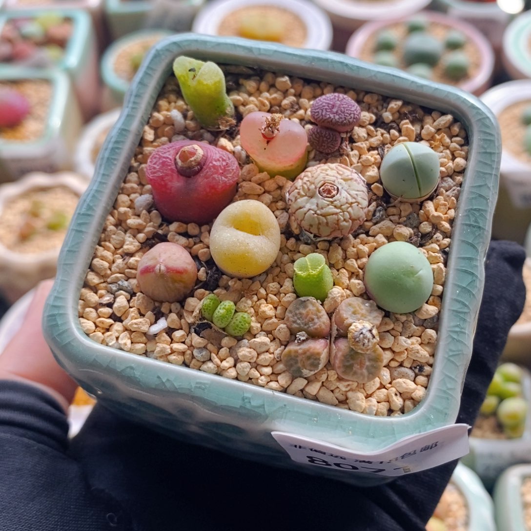 8071--一物一拍 带盆