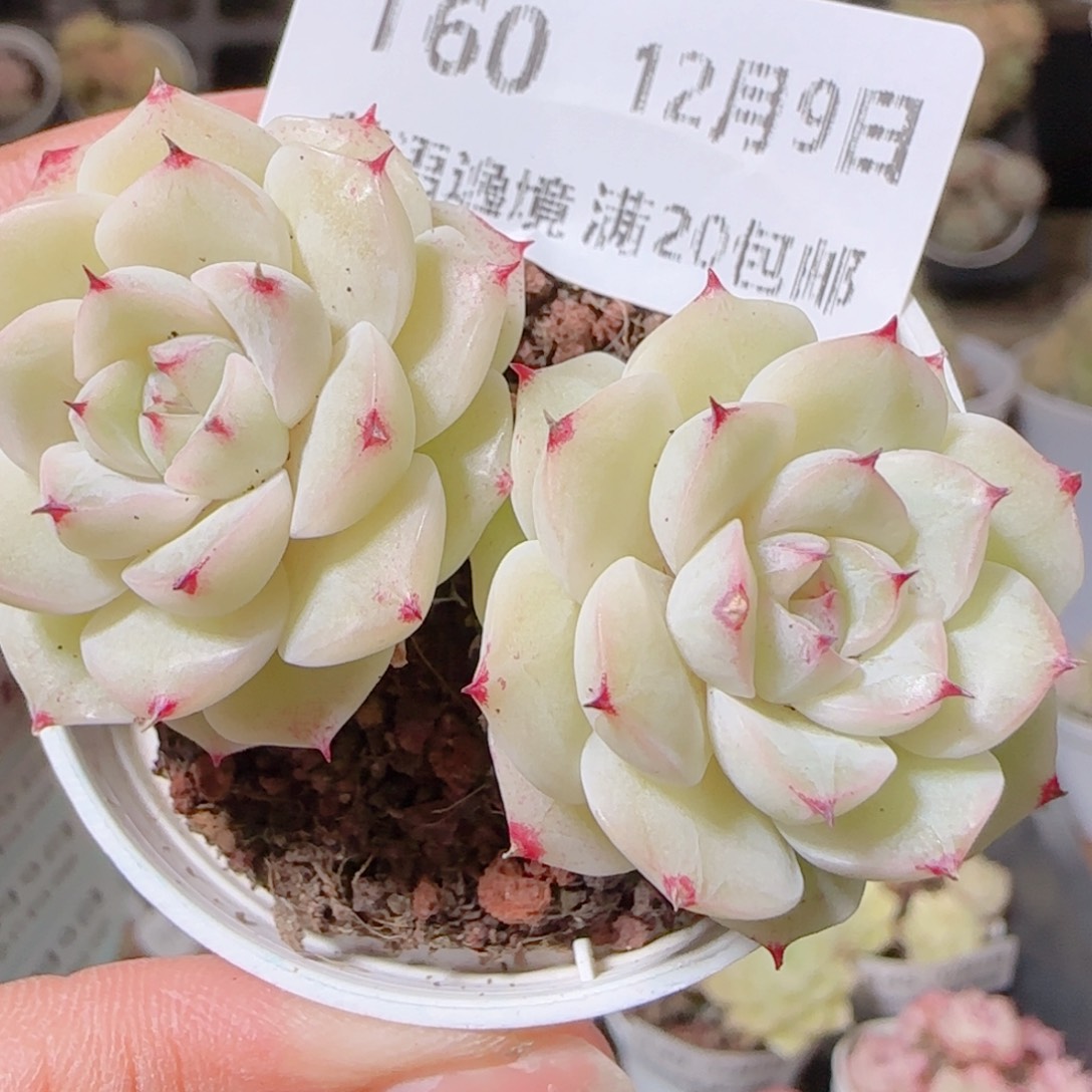 花语多肉1209-160散