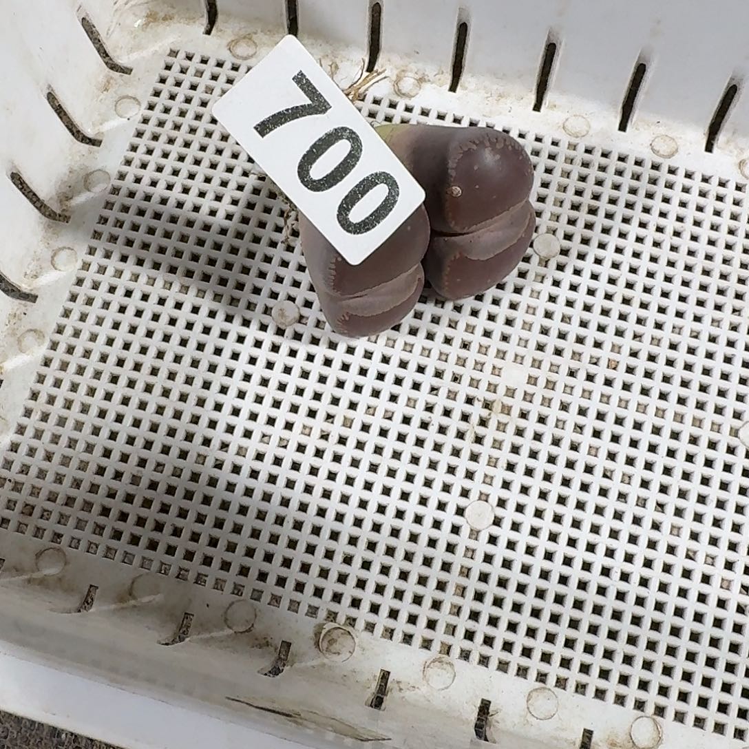 丶***卉生石花一物一拍700