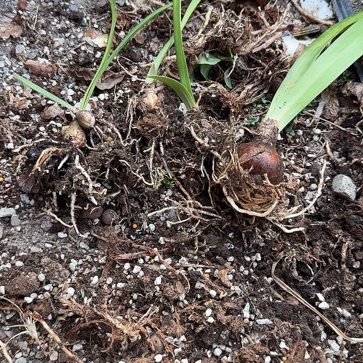 混球一组不包品种