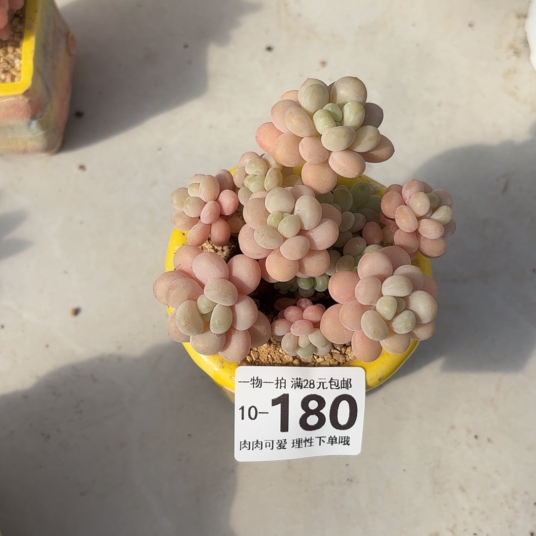 洛可可无盆土发货无