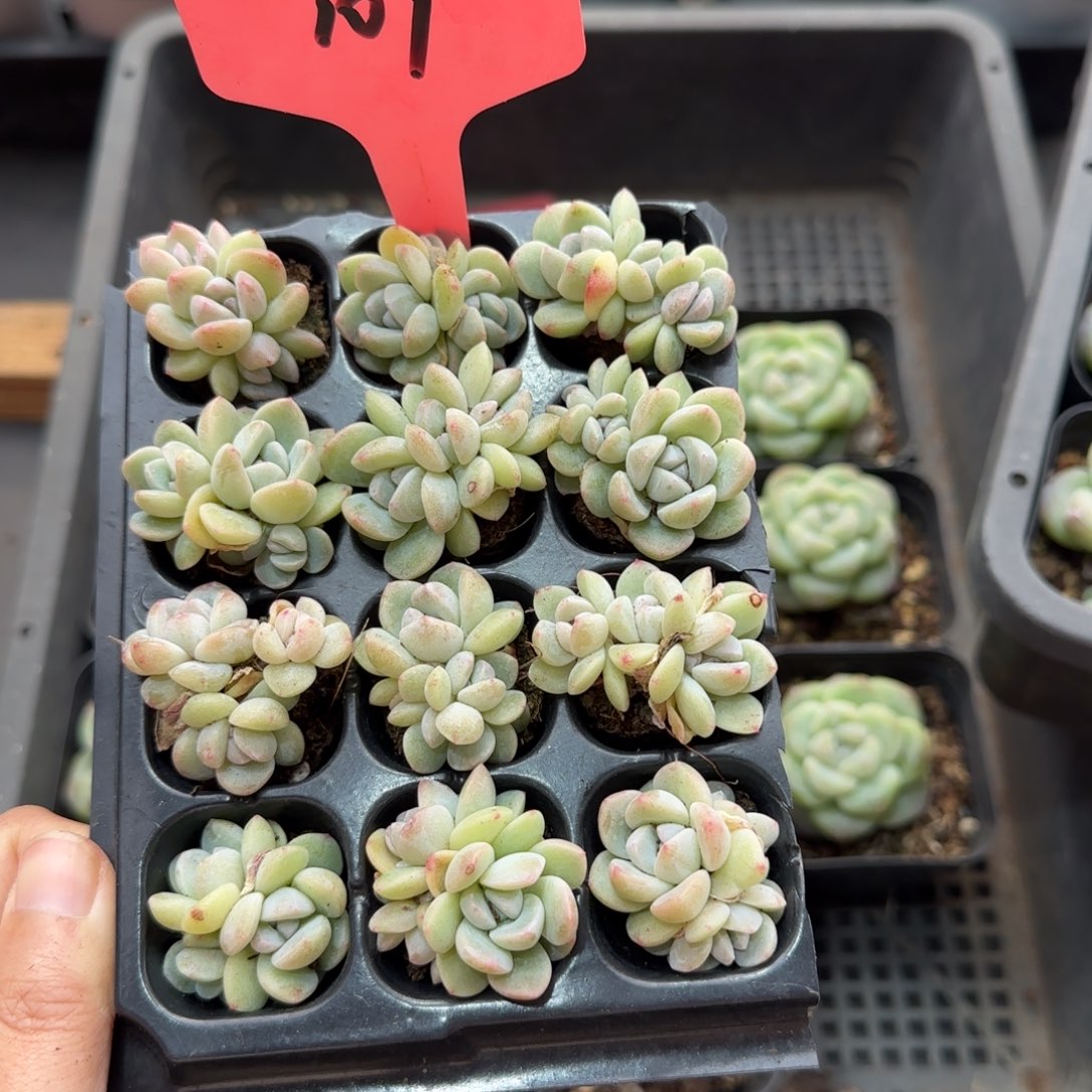 109紫心冰雨哈哈哈哈哈哈