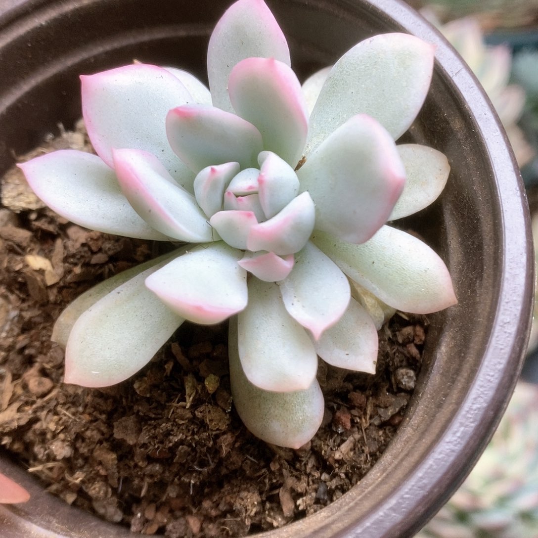 013白瓷雨燕座锦锦锦锦锦