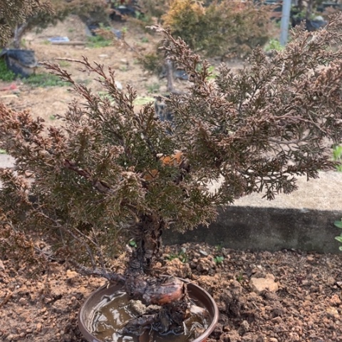 盆栽植物許盆栽植物