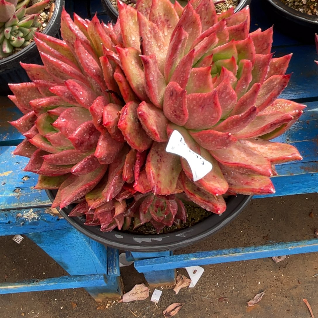 无花朵若茹东云单拍B999