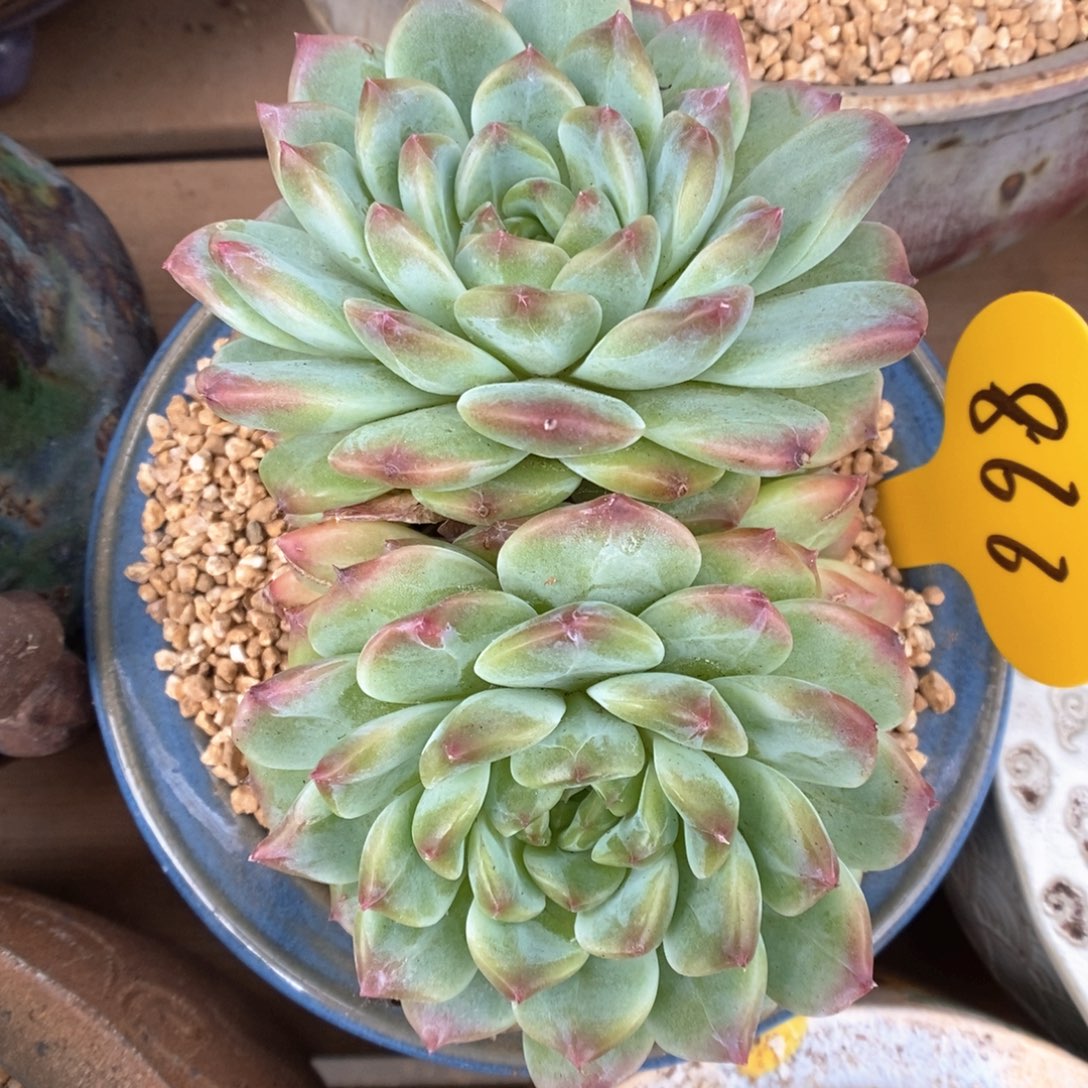 抹茶冰魄双头866号。    