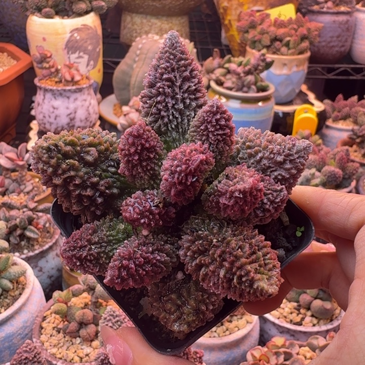             一物一拍。    