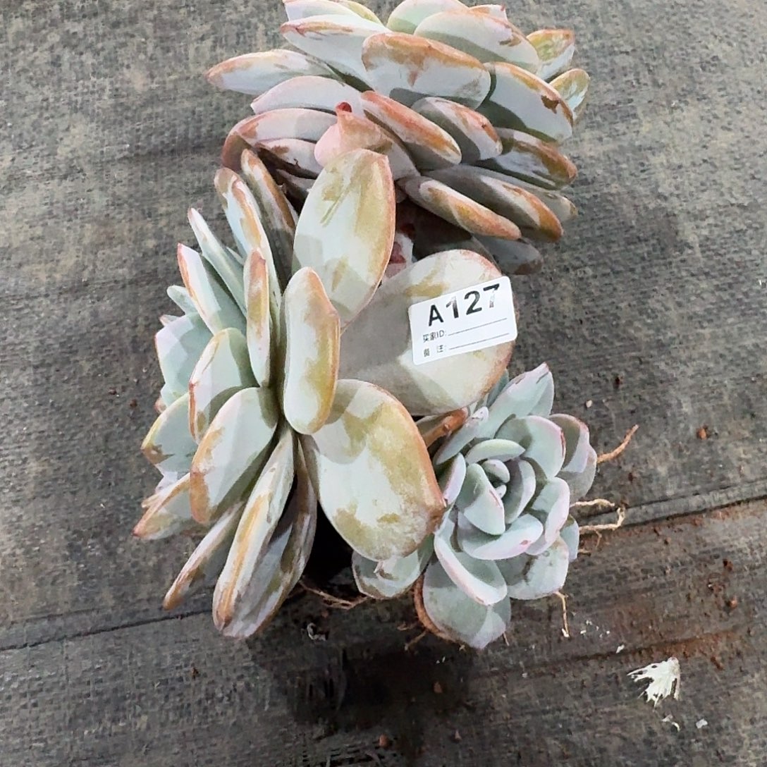 u***uA127 多肉售后范围：签收起7天内