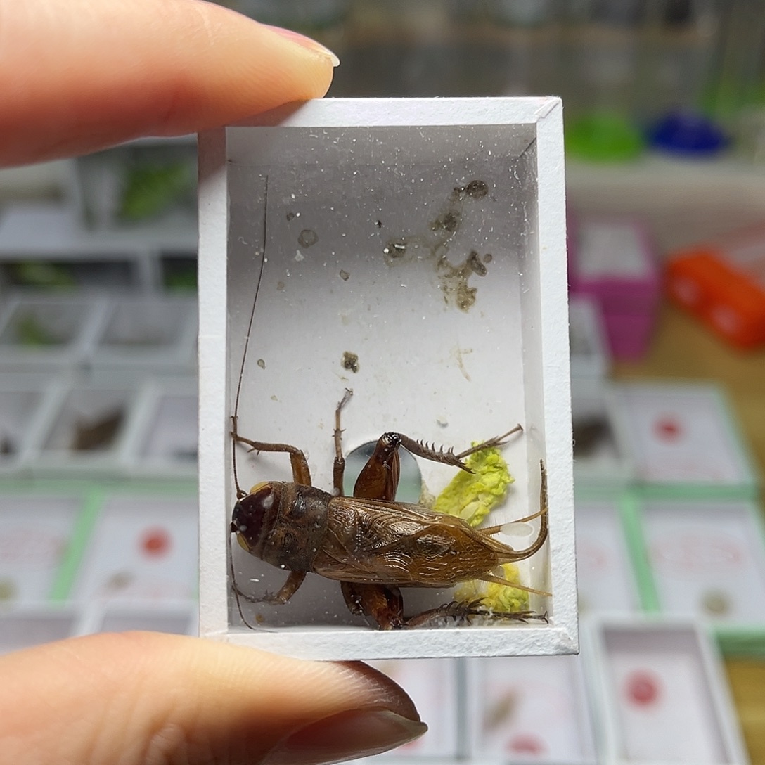 蚂蚁工坊冰糖 子。        