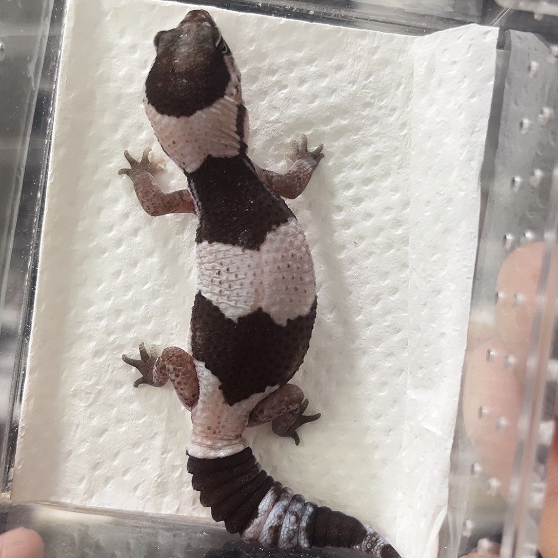 肥尾守宫奥利奥隐幽灵祖鲁