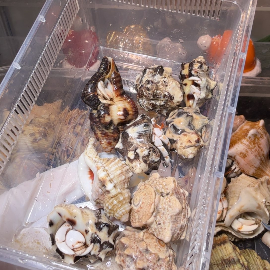 豆包专 白草豆子x9