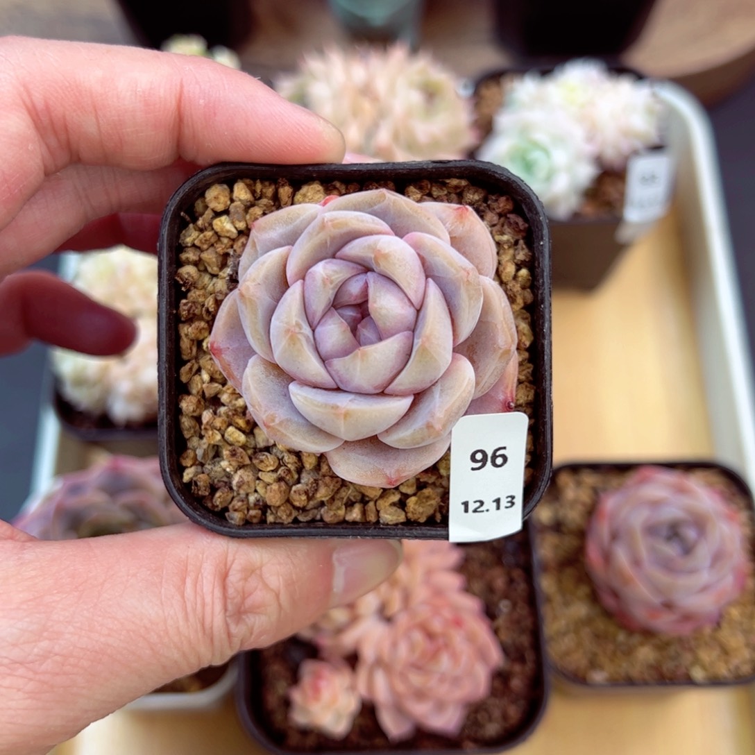 好好看96、哈哈哈哈