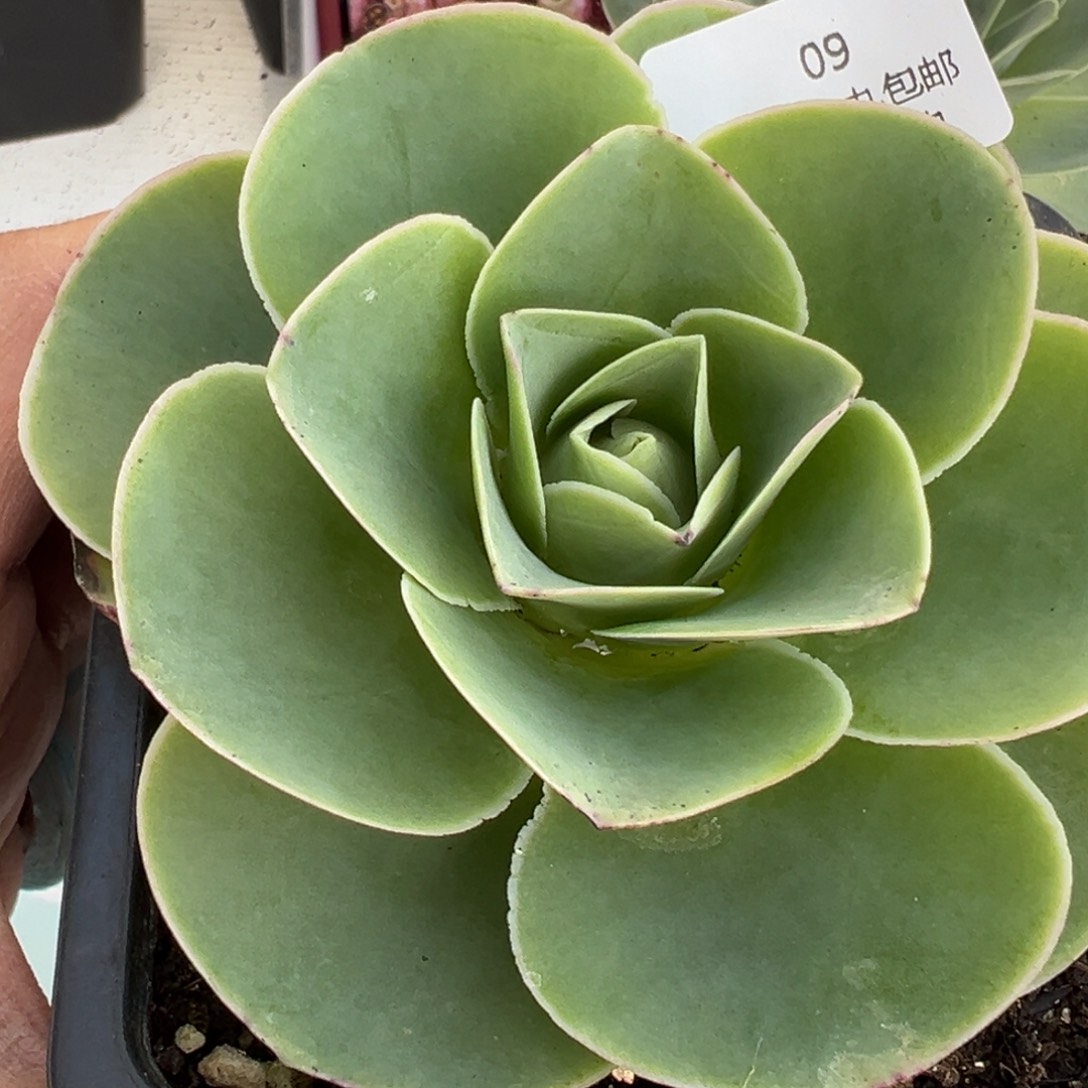 09 山地玫瑰基地带盆土