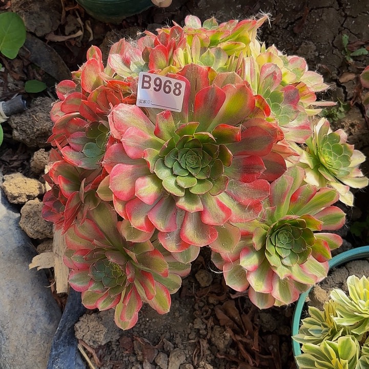 雨荷8-35-968偏远不包邮