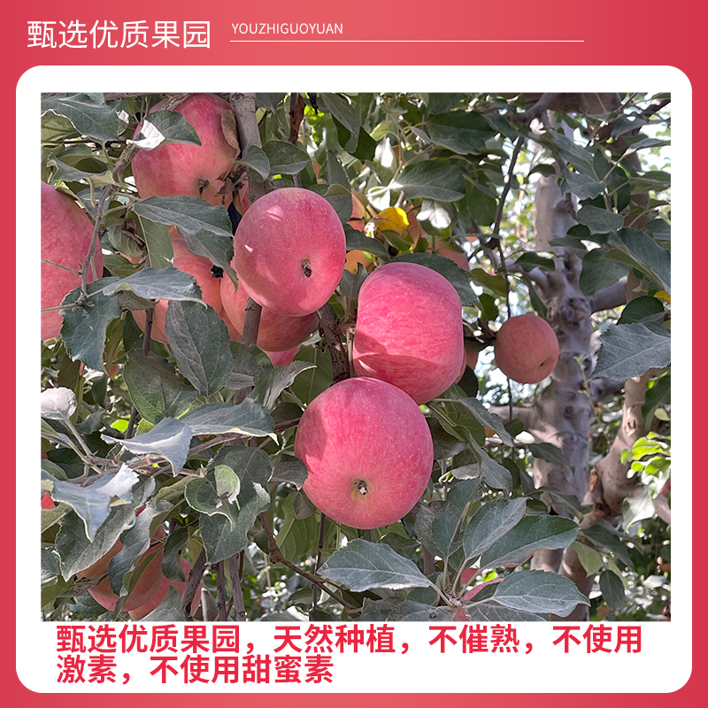 【特级大果】阿克苏冰糖心苹果现摘现发脆甜多汁产地直发礼盒装 9斤