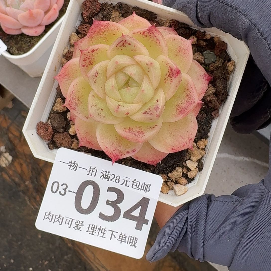 麦秆无盆土发货无