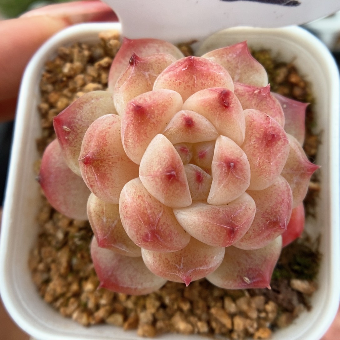 糖心粉魄可拍502号。 