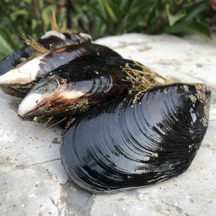 极兔发货鲜活特大小海虹新鲜淡菜贝类海鲜水产5斤青口贝