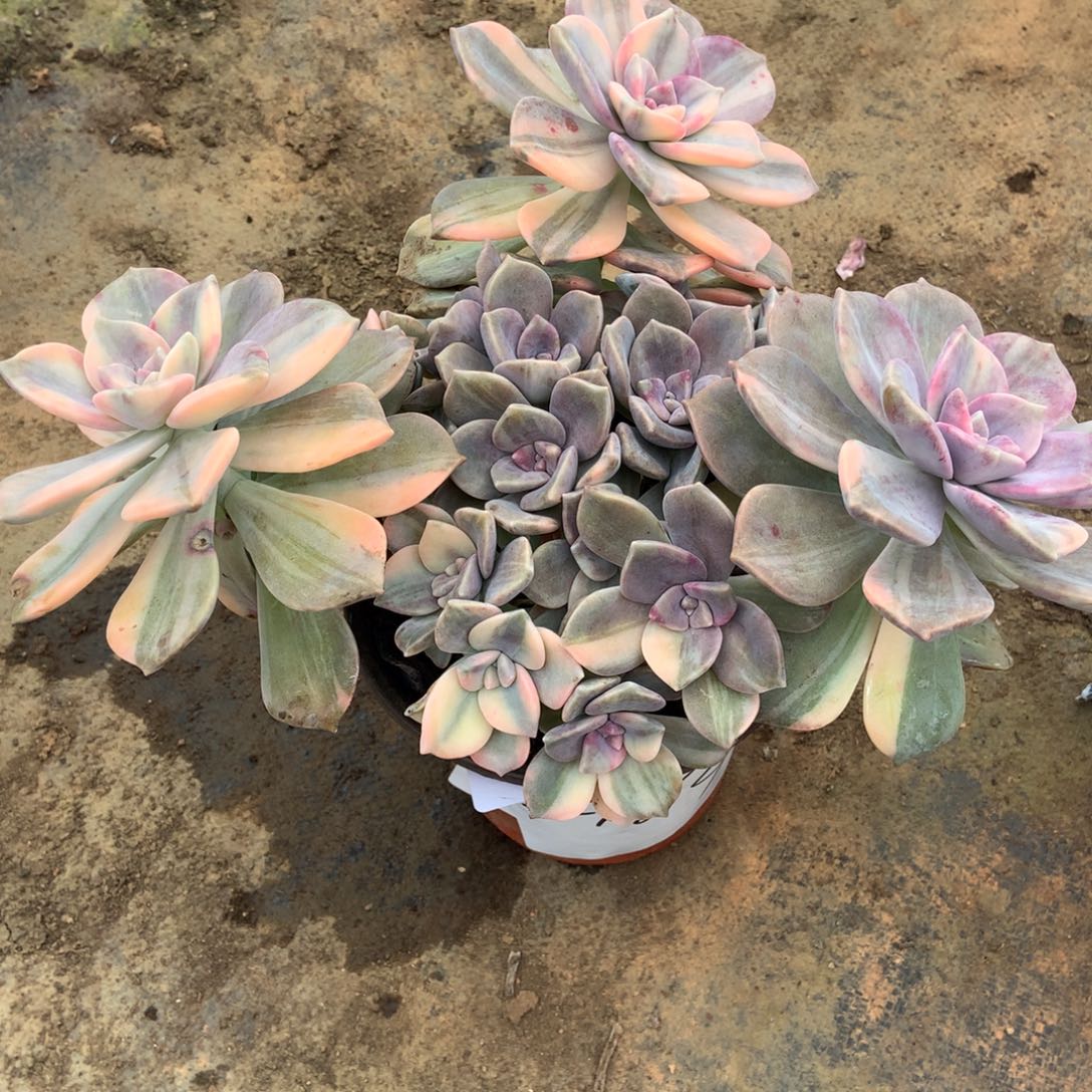 紫乐锦2146晓晓一物一拍冷链