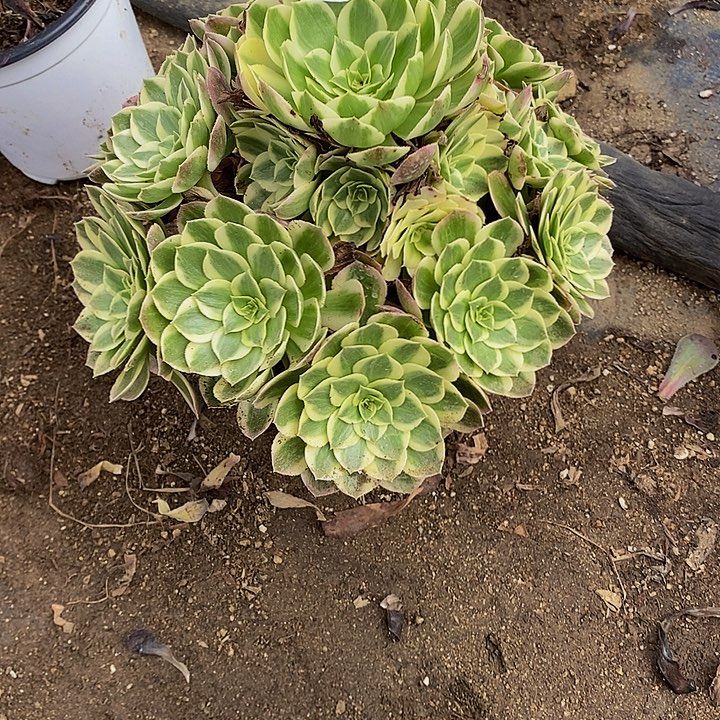 多肉海王219多肉植物