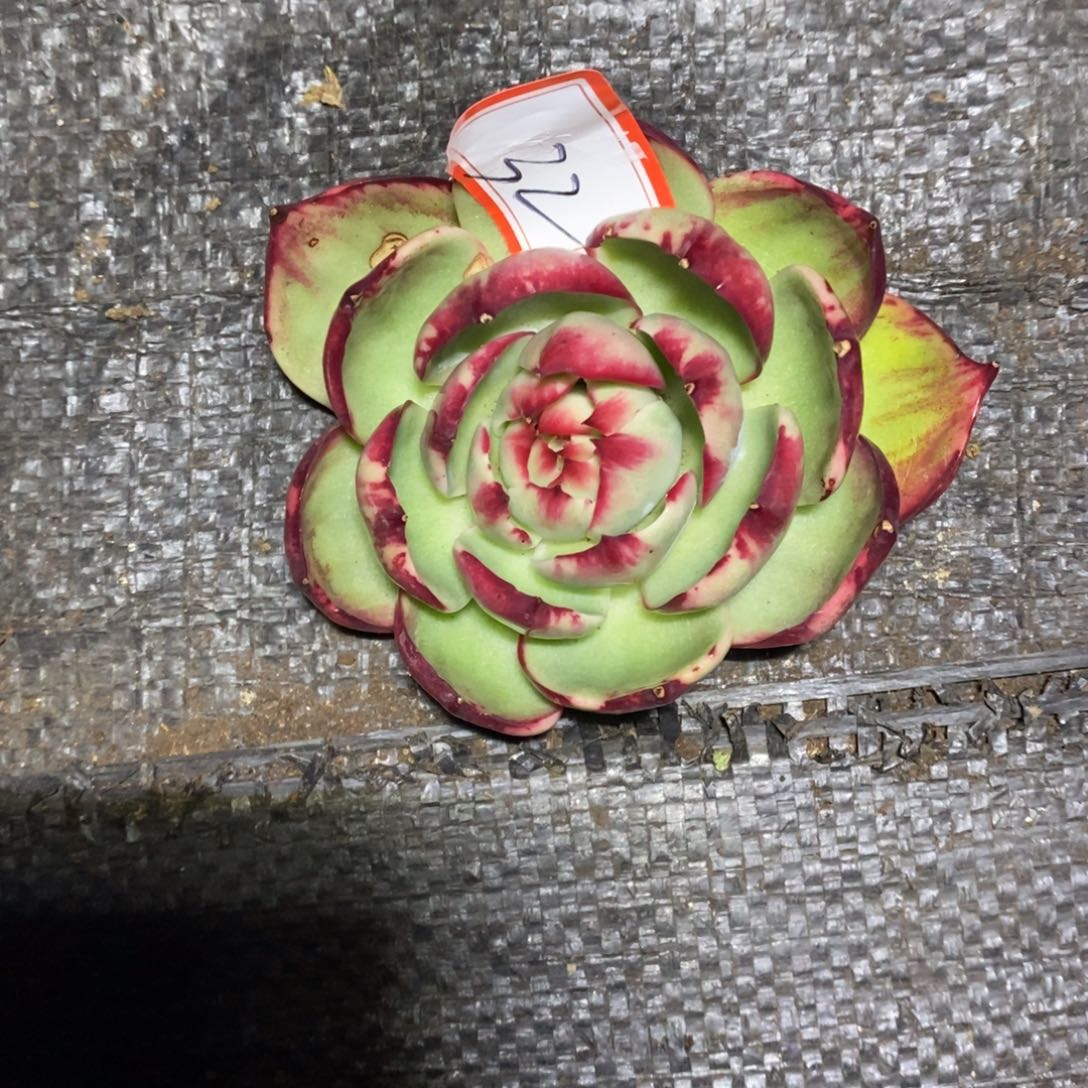 佳***梦         32。     