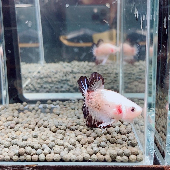 斗鱼黑16号巨斗将军