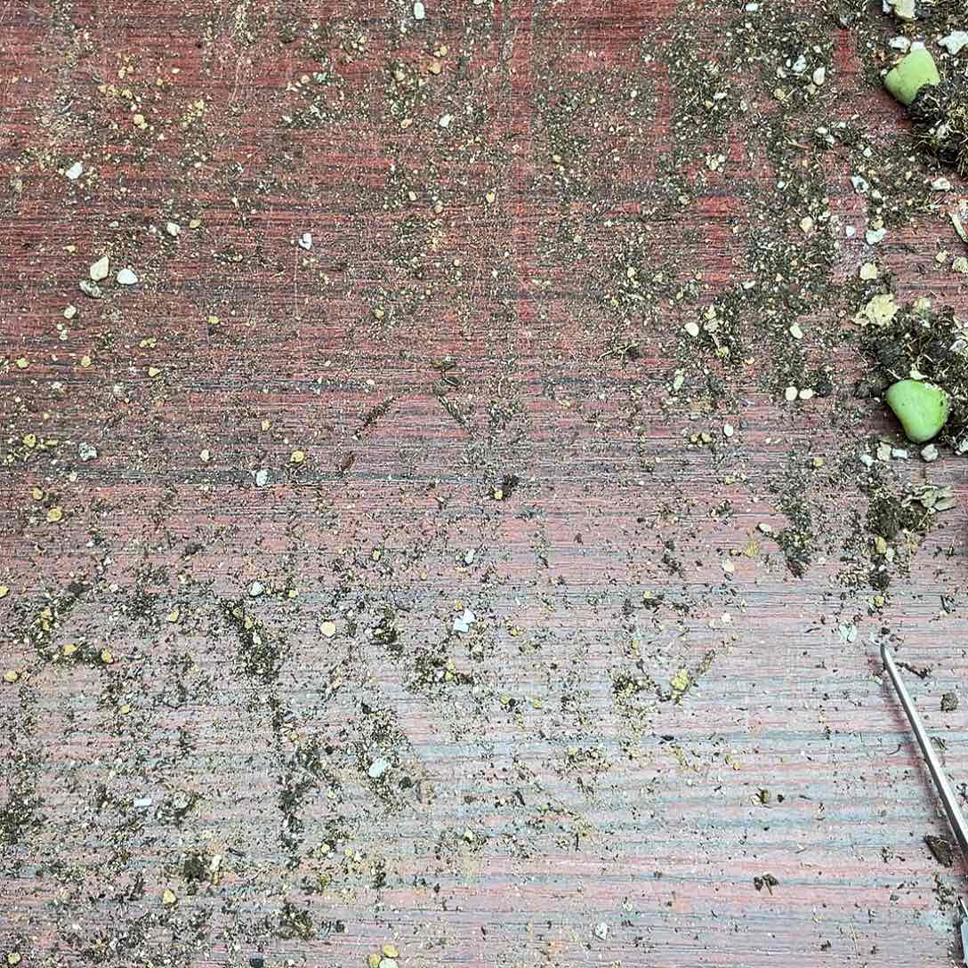 0000000花花花花花