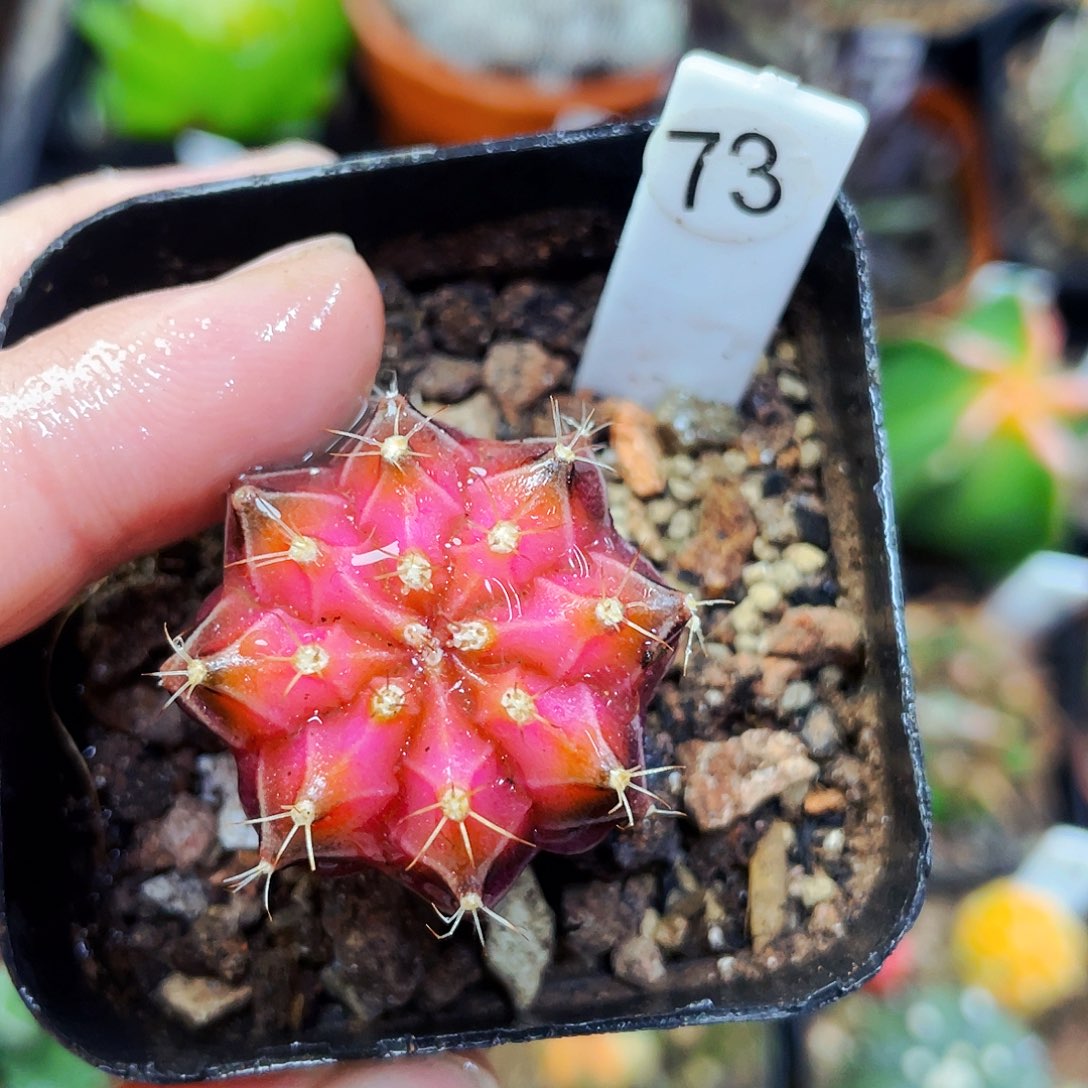 丹顶鹤非偏远地区满25包邮仙人球