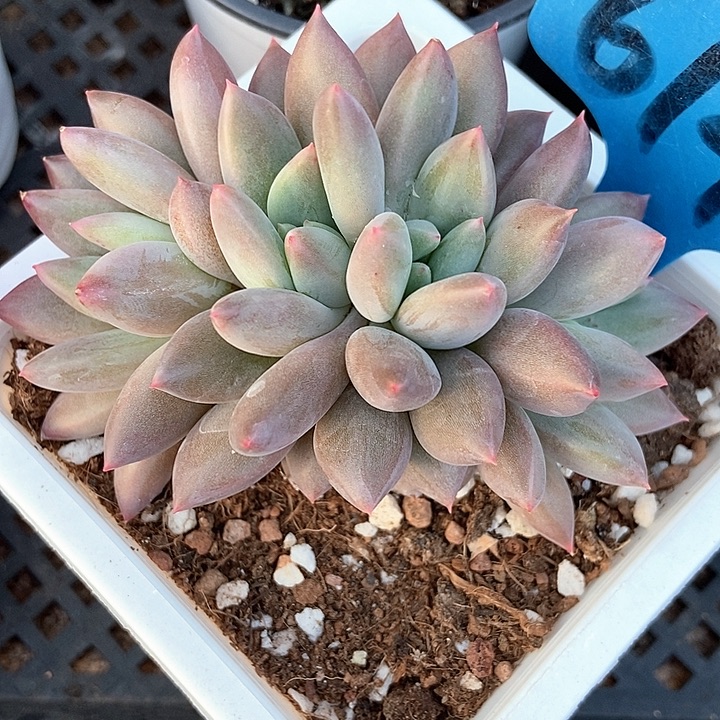 多肉植物车厘子四头6148多肉