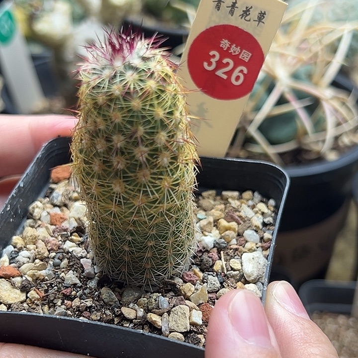 实生青花虾一棵仙人球