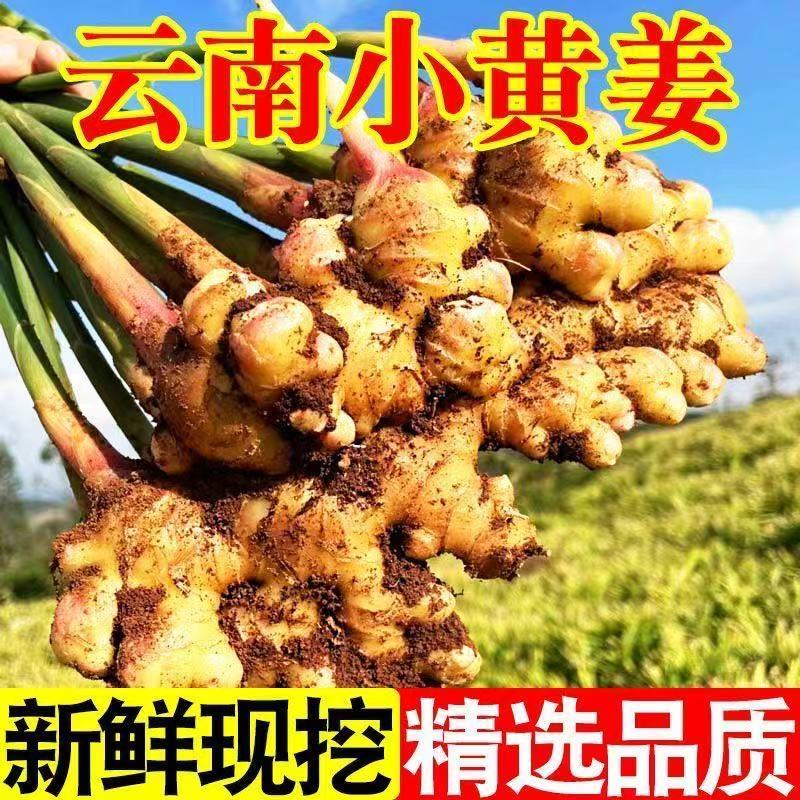 一年老姜做菜煲汤去腥增香云南罗平高山新鲜现挖小黄姜榨姜汁