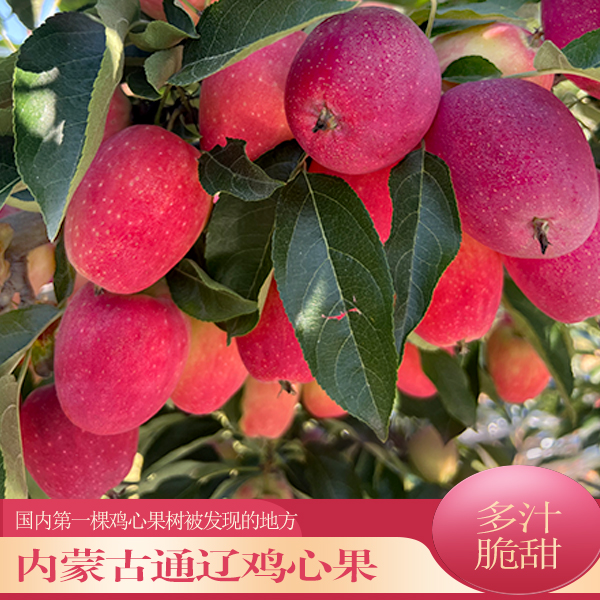 【超大巨无霸】正宗通辽鸡心果现采现摘脆甜多汁，皮薄核小，产地直发