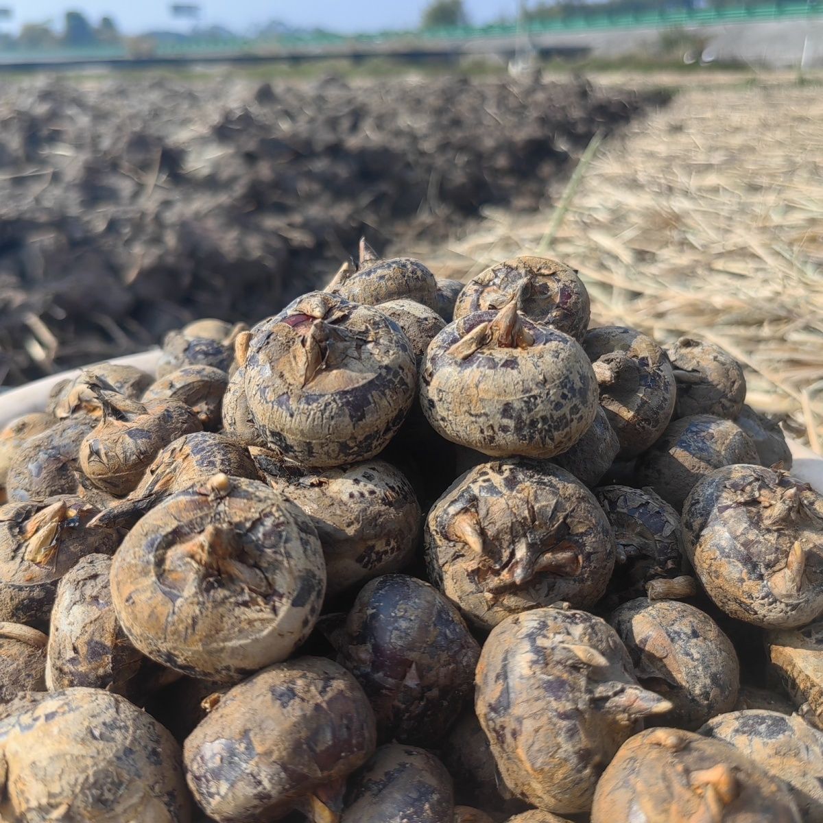 大理集市农家自种马蹄