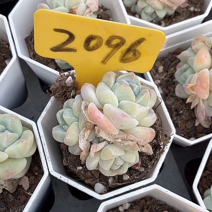 T****.多肉植物冰玉2096