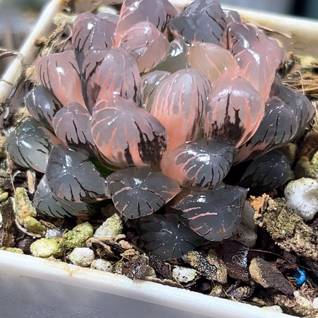 恭喜发财大吉大利4173