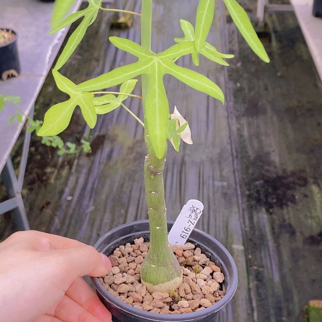 天功毒腺蔓块根植物