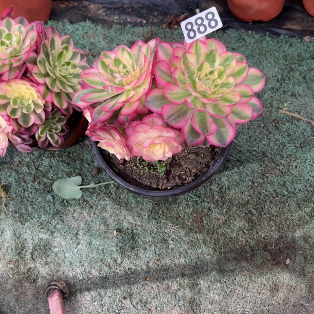 风**起888火龙果多肉植物