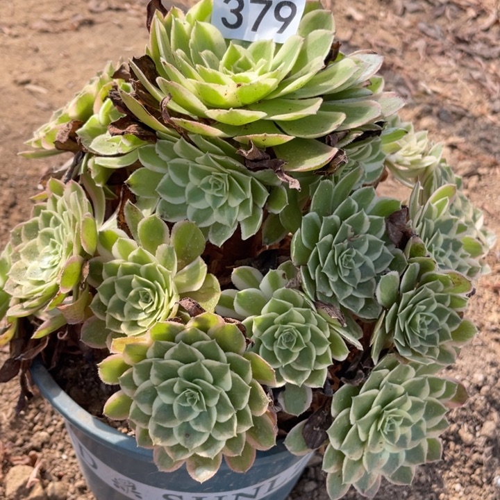 无花朵379多肉植物孔雀翎