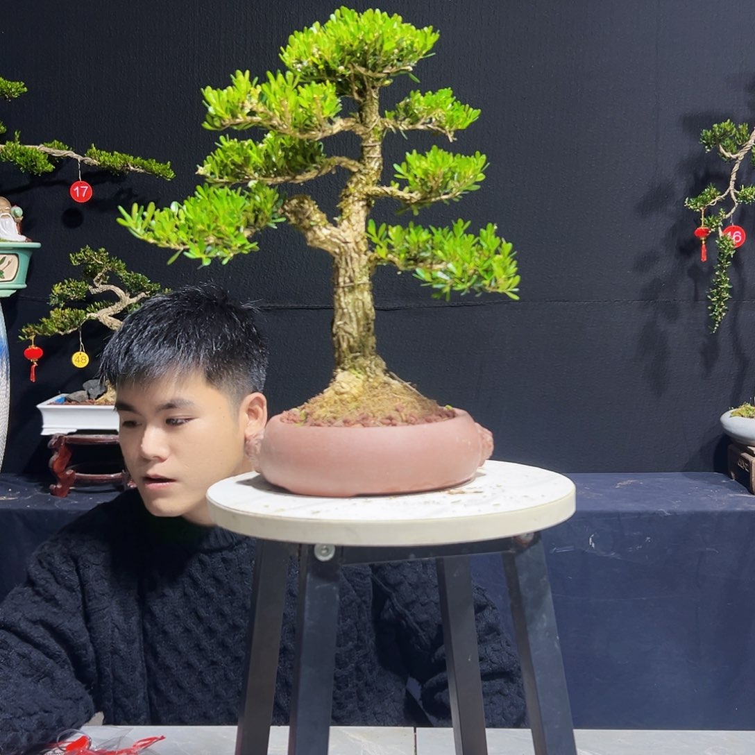 绿植广东黄杨木盆景