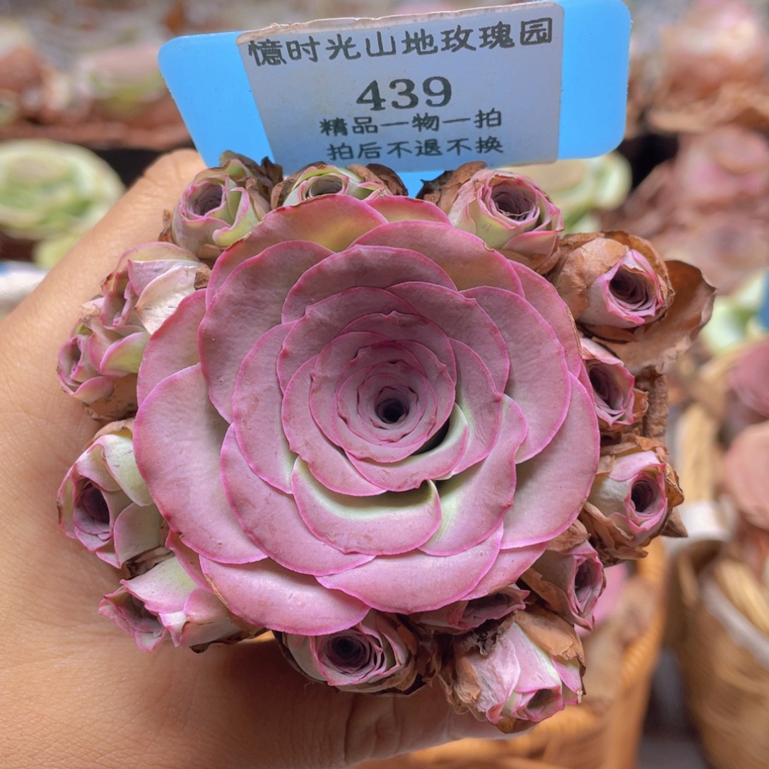 山地玫瑰439断枝不包损不售后